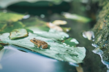 6月份有什么节日？端午节，父亲节，六一儿童节都在这了！